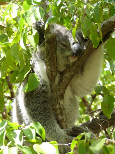And another sleeping koala