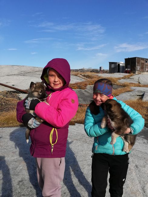 Kids in Oqaatsut mit jungen, grönländischen Schlittenhunden