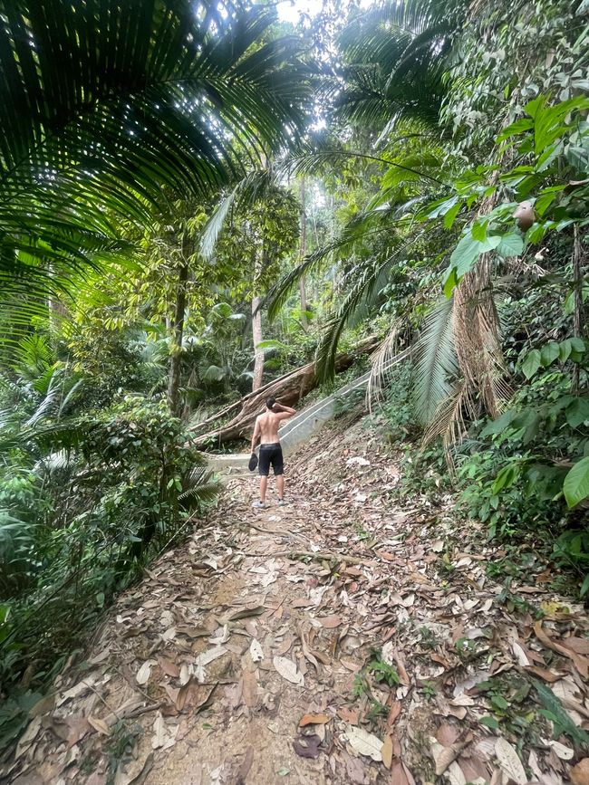 Jungle Trail zum Penang Hill