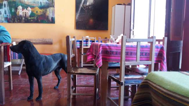 Dogs begging for food in the restaurant ;)
