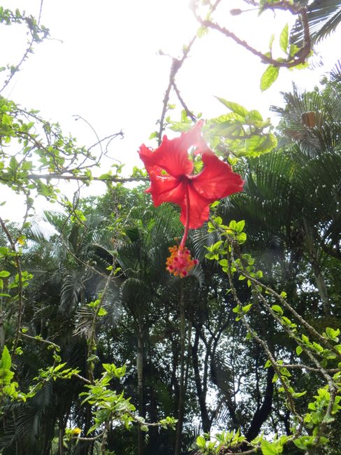 Die malaysische Nationalblume: Bunga Raya