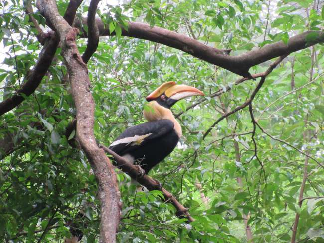 Bird in Pyin U Lwin