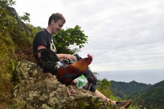 Chickens everywhere - even at the summit