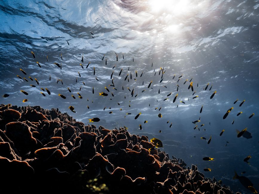 01.08.2023 – Buckelwale, Manta Rochen und Schildkröten im Ningaloo Reef