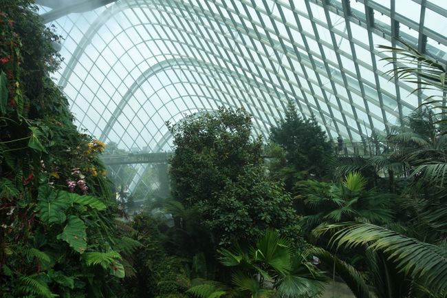 the Cloud Forest