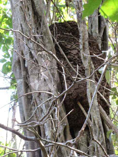 Komisches Nest in einem Baum