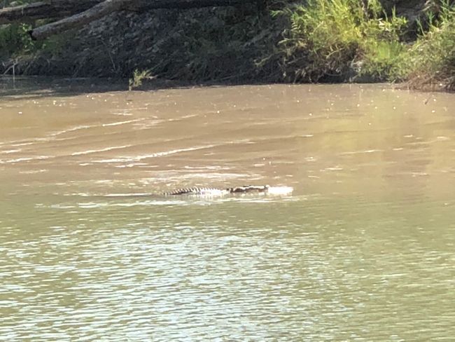 The crocs in Kakadu...