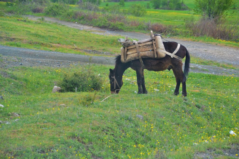 Horse with wooden saddle