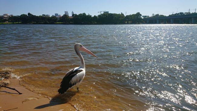 Pelican at the Swan River