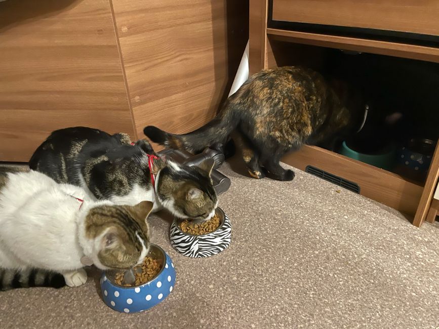 Alle Katzen zum Essen da!