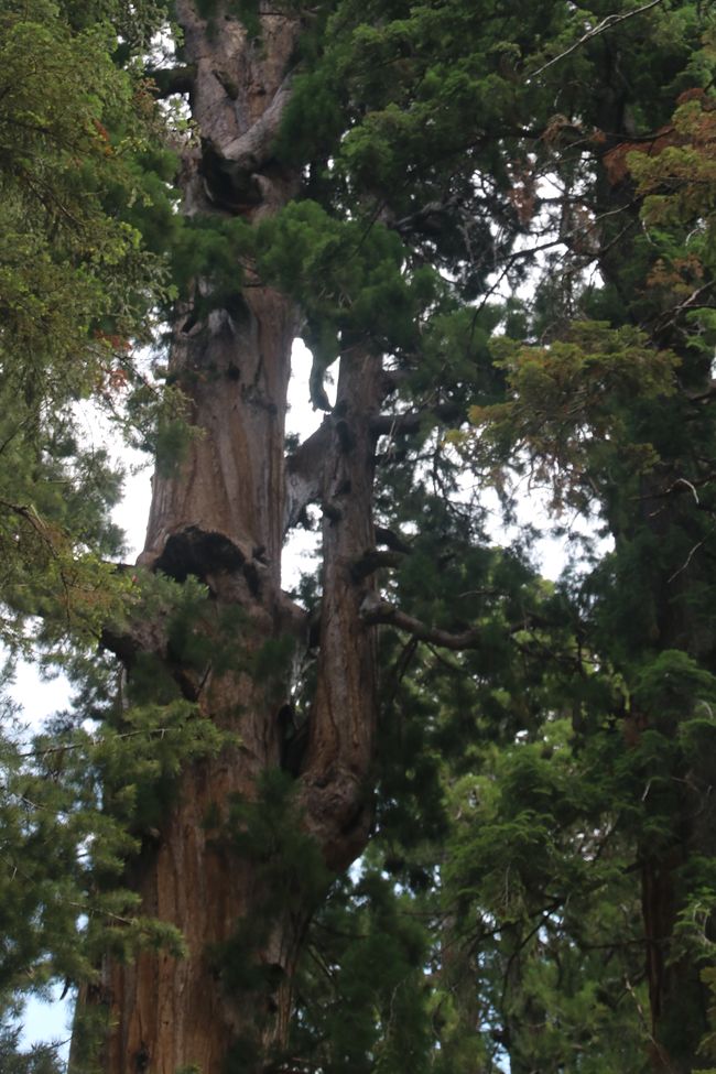 Sequoia ਅਤੇ Kings Canyon NP / California ਵਿੱਚ ਵਿਸ਼ਾਲ ਮੀਟਿੰਗ