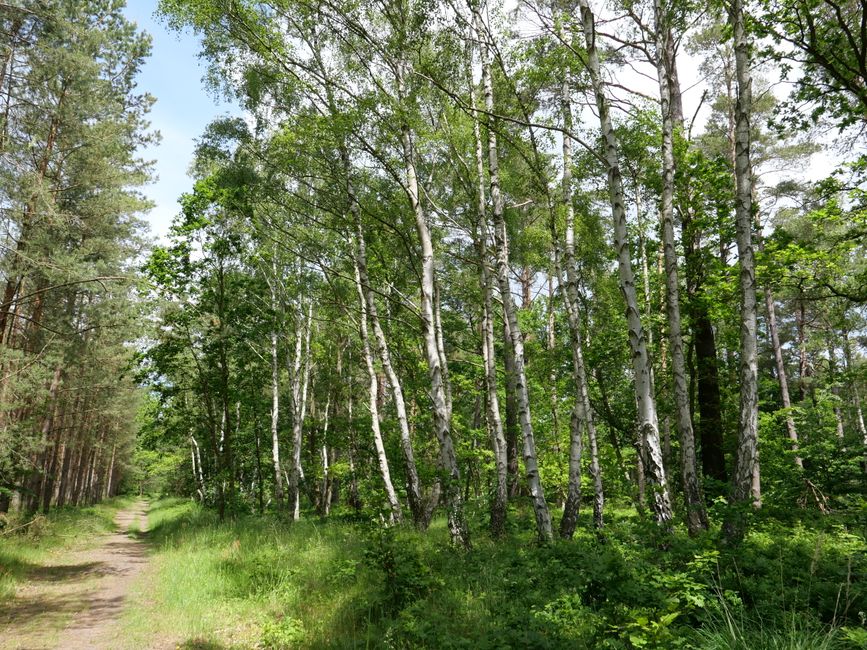 Kurz vor dem Naturerbe Zentrum ist ein kleiner Birkenwald