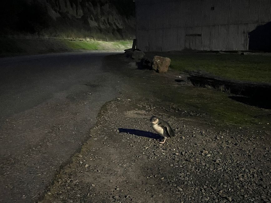 Oamaru - Little penguin at night