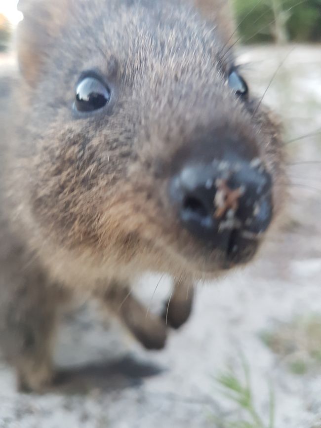 Quokka up close and personal