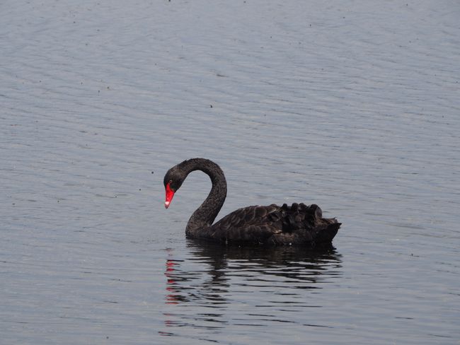 Cisnes negros en la laguna