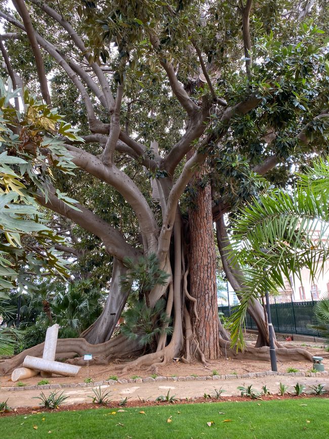 Parkanlage mit einem uralten Ficus