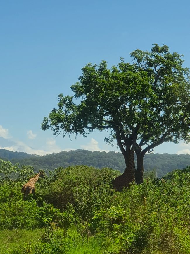 Eine Giraffe im Arusha Nationalpark