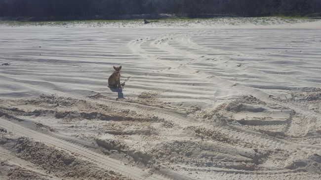 halbwüchsiger Dingo auf Fraser-Island