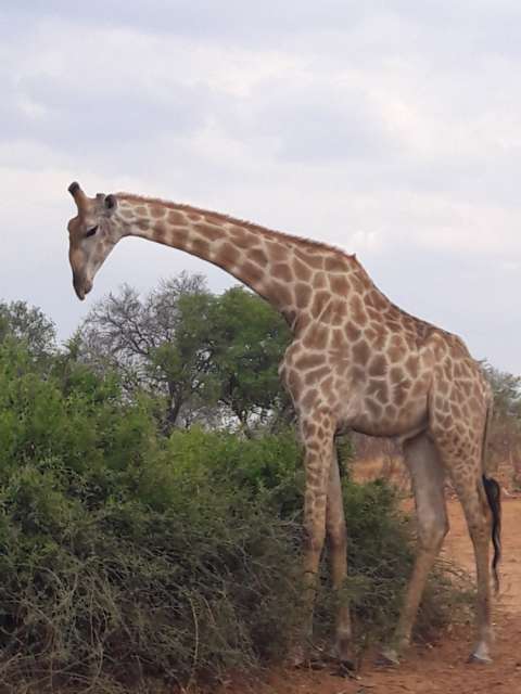 Taman Negara Kasane-Chobe