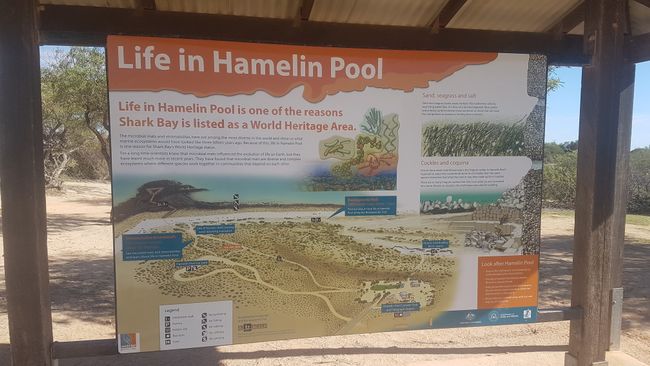 Dann ging es zum Hamelin Pool.