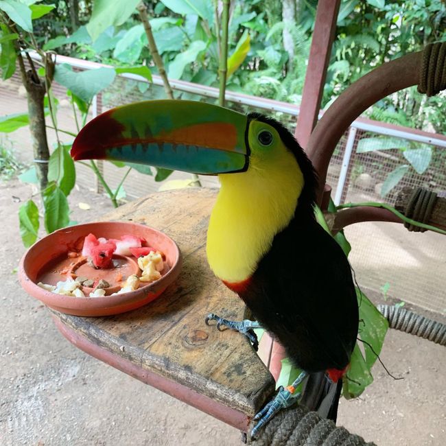 A crazy toucan