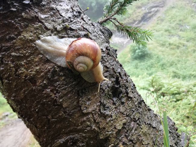 Snail by the wayside