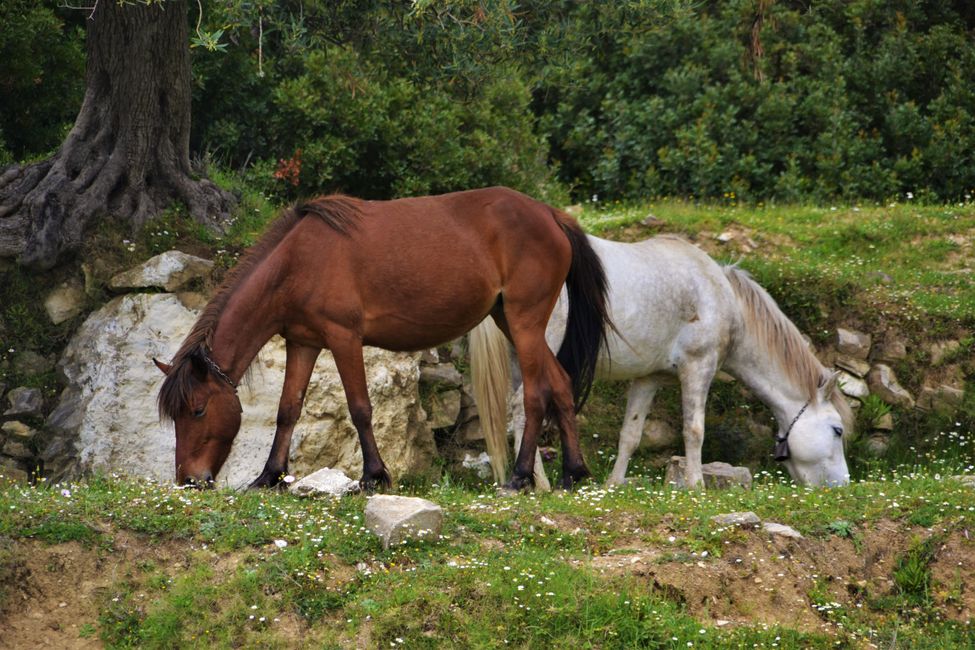 Einige der Pferde tragen Glocken wie Kühe oder Ziegen. 
