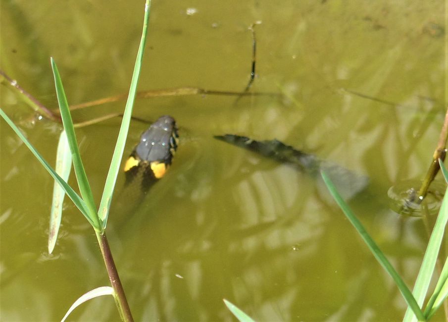 Ilias Lake and Snakes Land