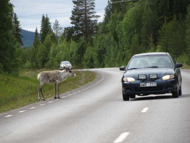 Rentiere findet man in Lappland überall.