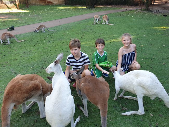 Feeding kangaroos? Awesome!