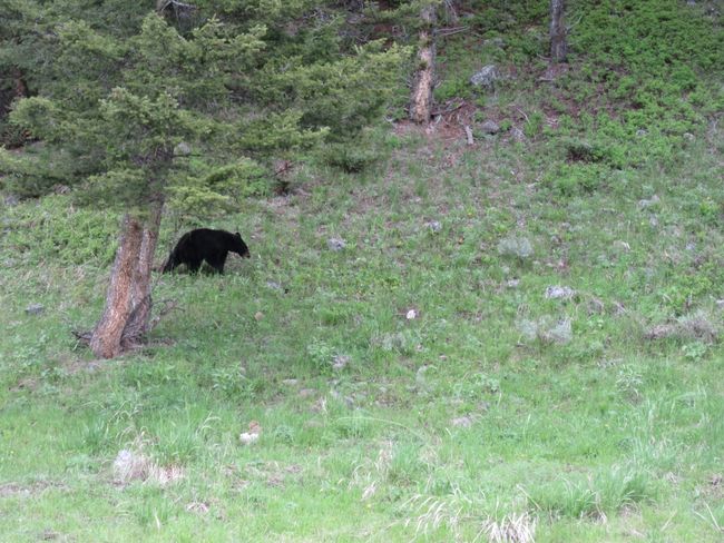 Yellowstone and another bear
