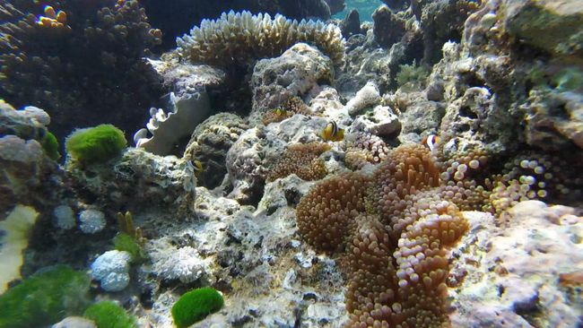 Cairns: Snorkeling at the Great Barrier Reef
