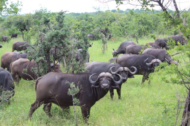 Blyde River Canyon