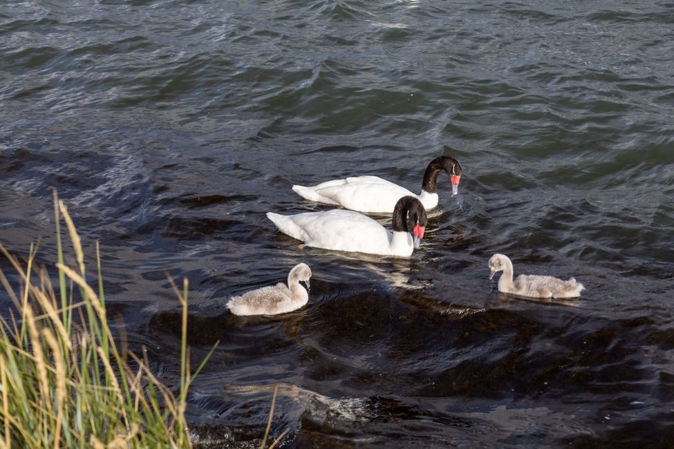 Black-necked swans on the coast of Puerto Natales