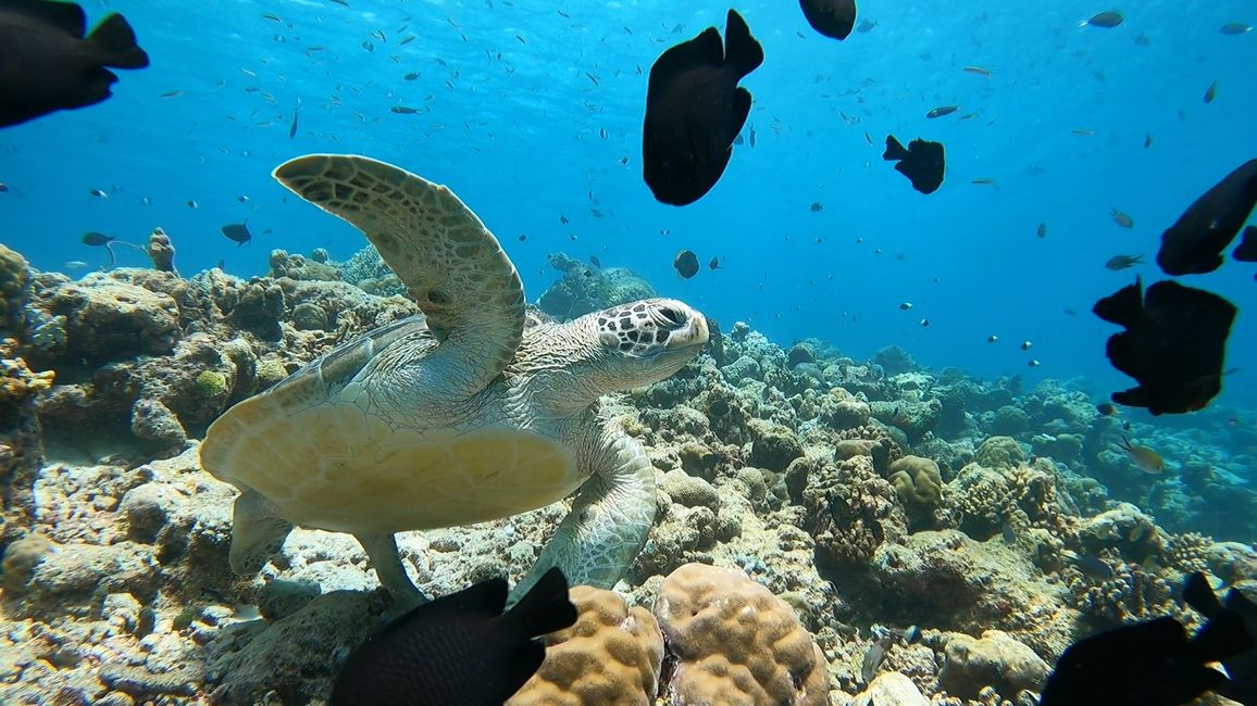 Großartig! Haie, Rochen, Schildkröten in ihrem natürlichem Lebensraum zu beobachten