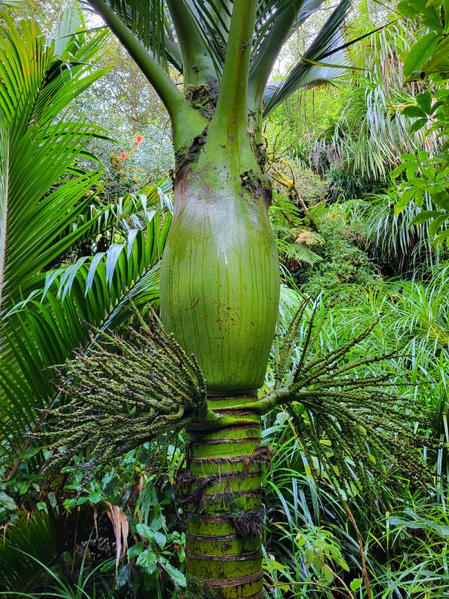 Die einzige einheimische Palme- wusste nichtmal dass es sowas in Neuseeland gibt