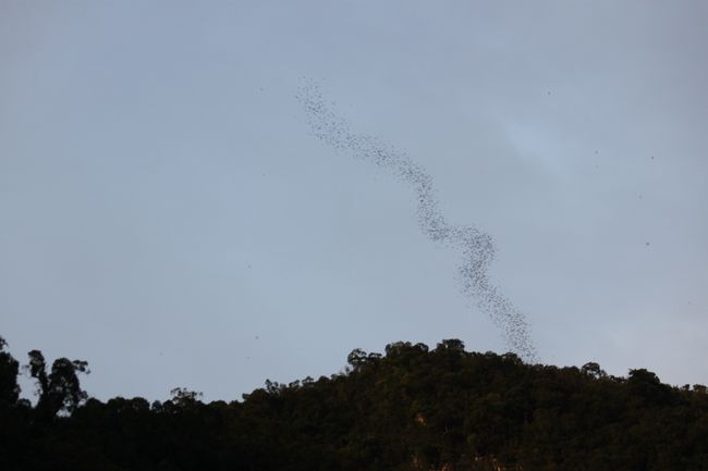bat formation out of deer cave