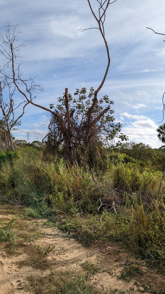 Aufenthalt im Süd Pantanal (Zusammenfassung)