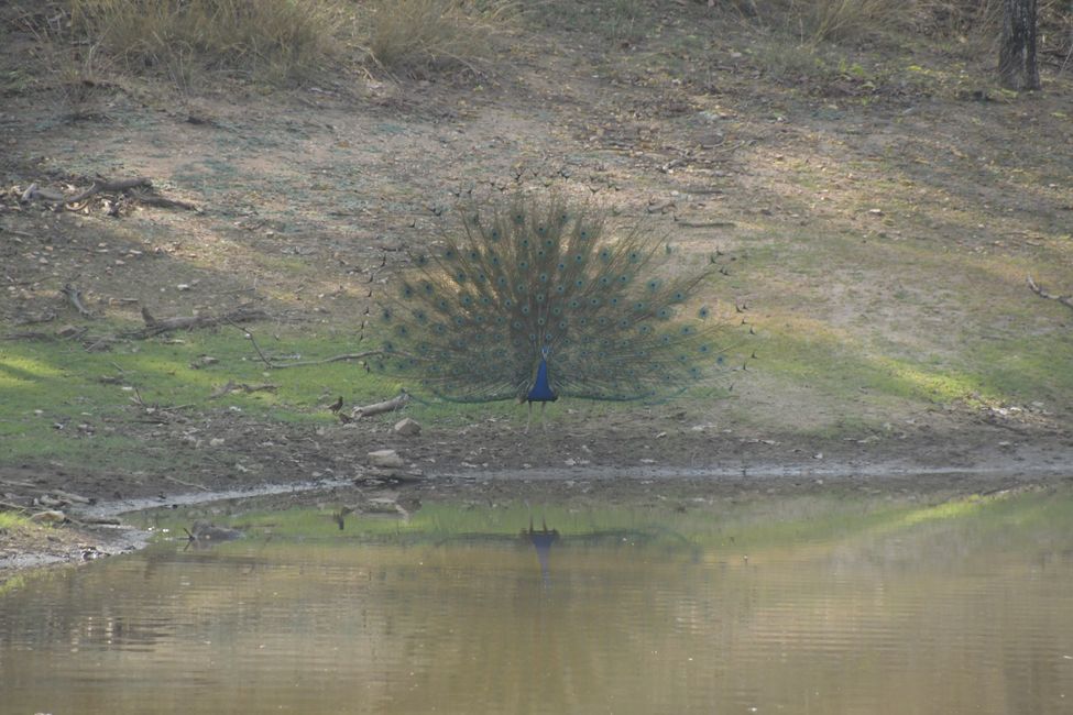 India - Madhya Pradesh - Pench NP - Peacock