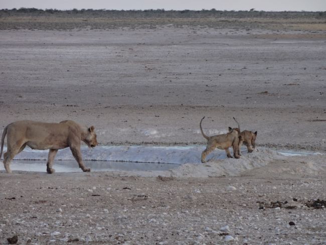 Lion hunting in Etosha