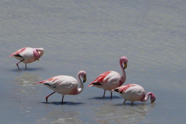 F: Südbolivien (Salar, Lagunas Andinas, Desiertos, Licancabur)