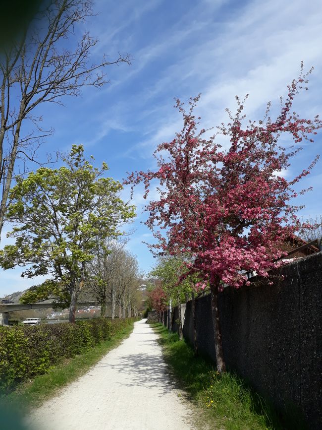 The path leads past blooming trees.