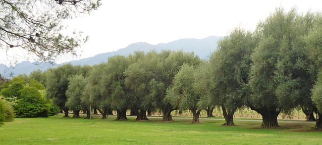 olive tree grove with mountain scenery, where fine drops thrive