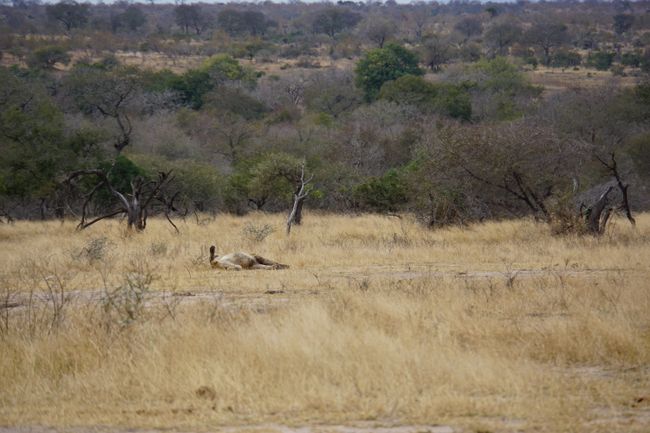 Zurück aus dem Busch - der Kruger Nationalpark