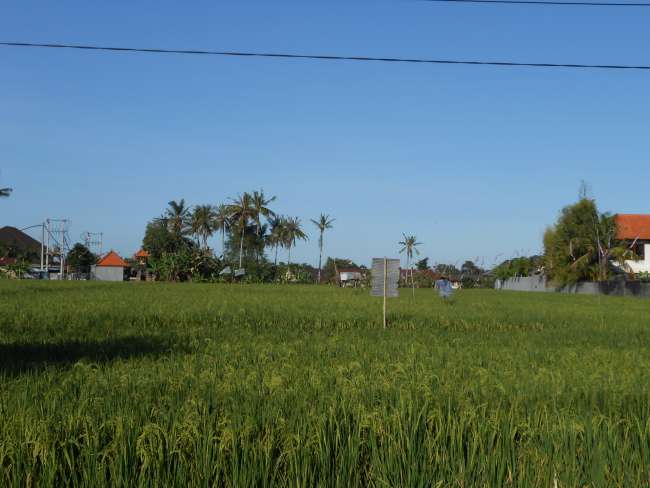 Rice fields in Canggu