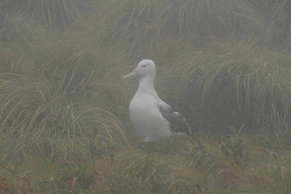 Campbell Islands - Brütender Albatros mit Küken