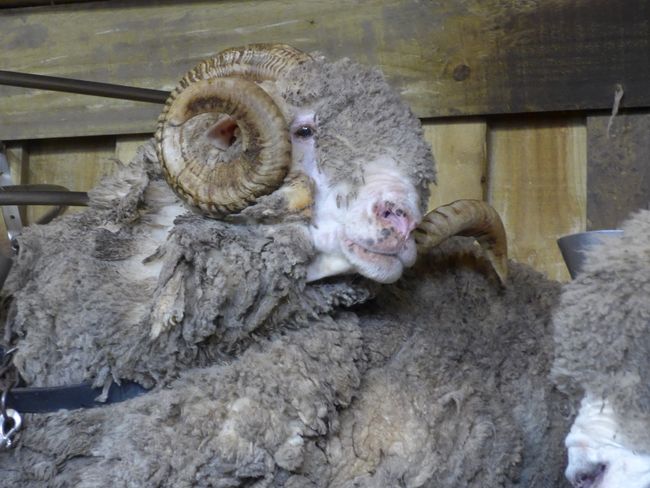 Rotorua - Sheep Show and Sulphur Smell (New Zealand Part 18)