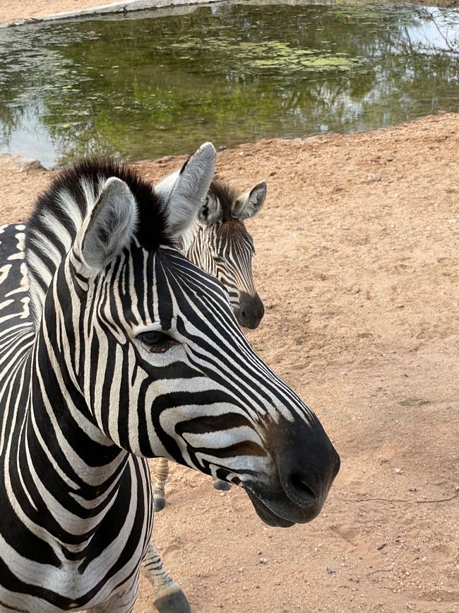 Mother Zebra and Baby
