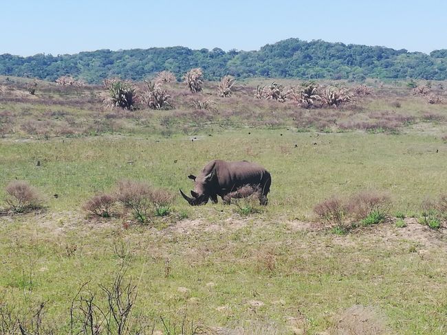 Safari in South Africa :) (08-11 September)