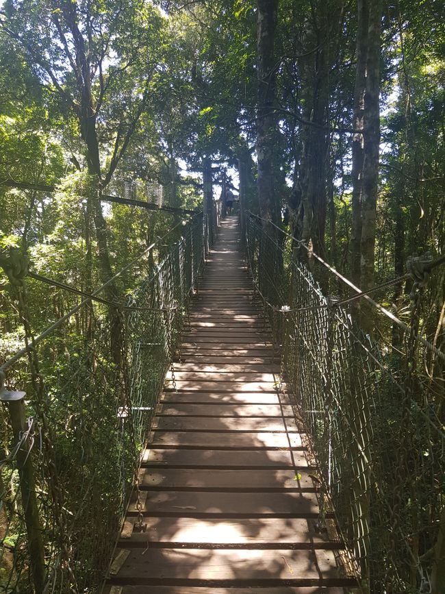 suspended bridges treetop walk